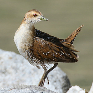 Baillon's Crake